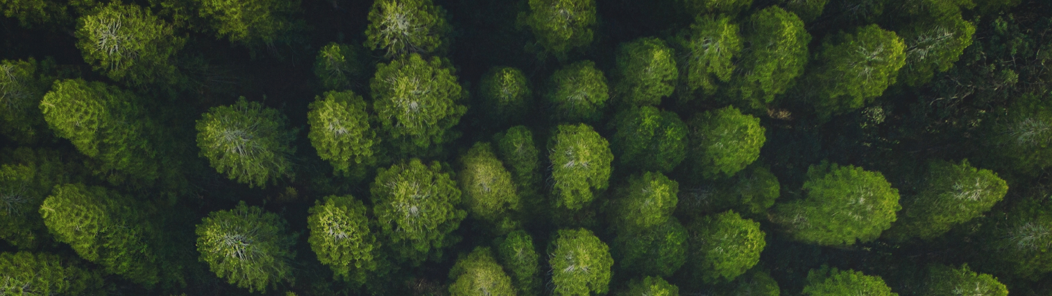 A lush green forest