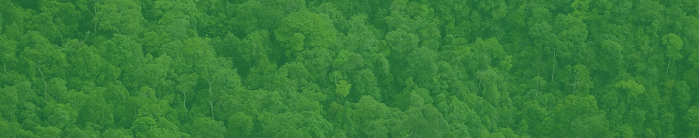 Sunlight filtering through a forest