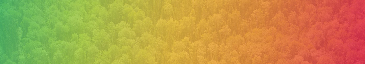 A forest canopy seen from above