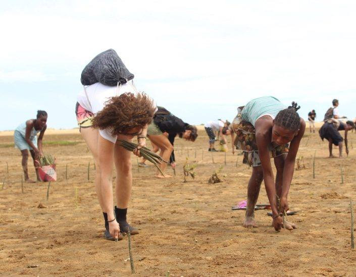 Brain Youth Group Spurs Mangrove rehabilitation: Mombasa County, Kenya
