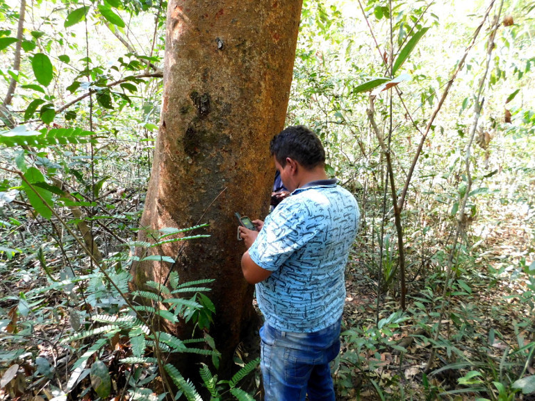 Taking GPS position of a Copaifera pubiflora