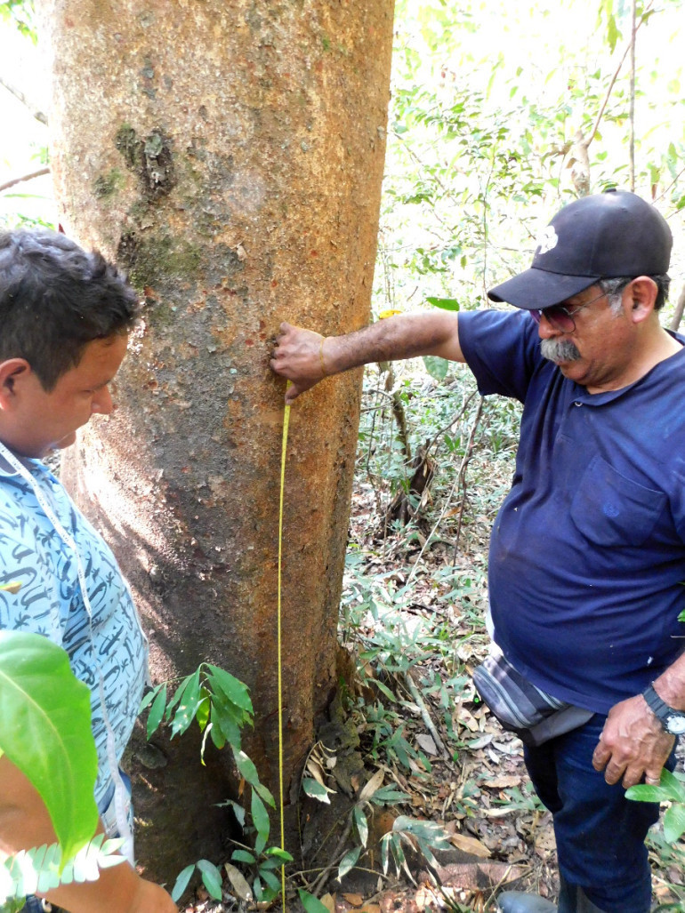 Measuring DBH of a Copaifera pubiflora