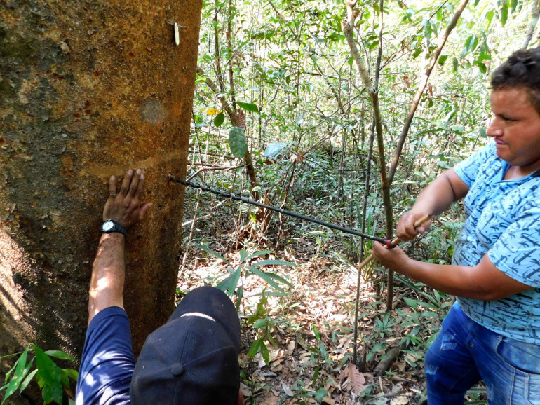 Drilling tapping hole in a Copaifera pubiflora