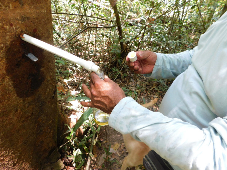 PVC tap and Copaiba oil in a Copaifera pubiflora