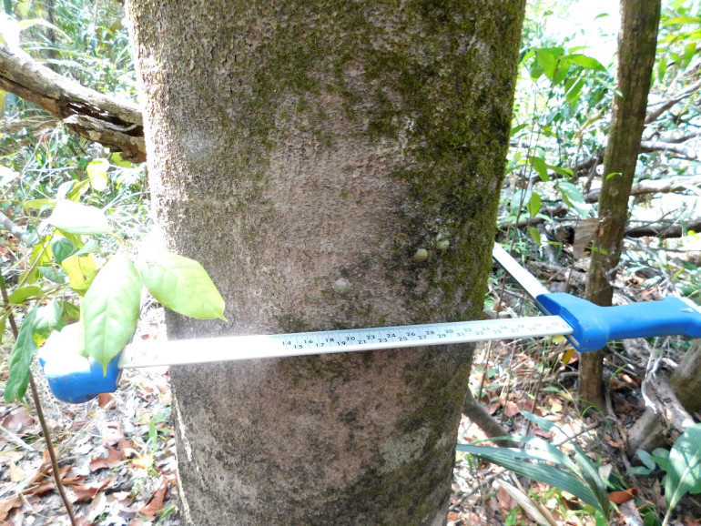Copaifera paupera tree with the tell-tale nodules