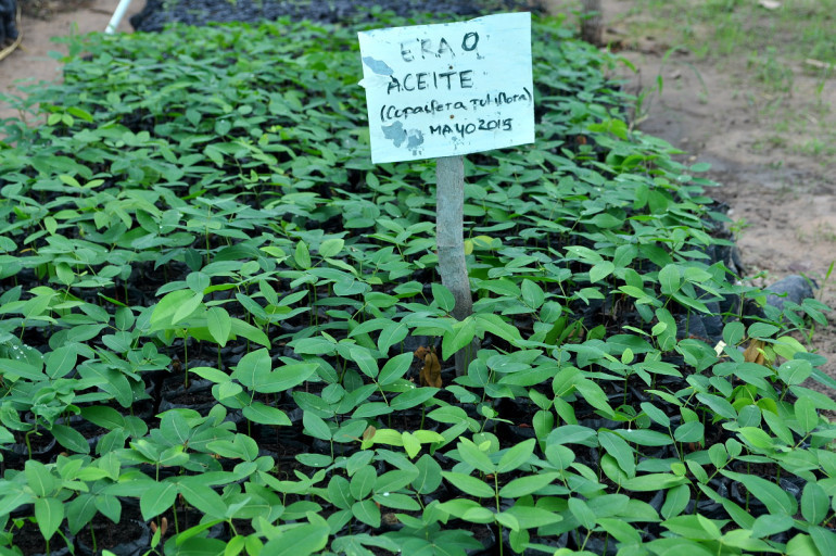 Aceite or Copaifera pubiflora seedlings in the La Pedregoza tree nursery
