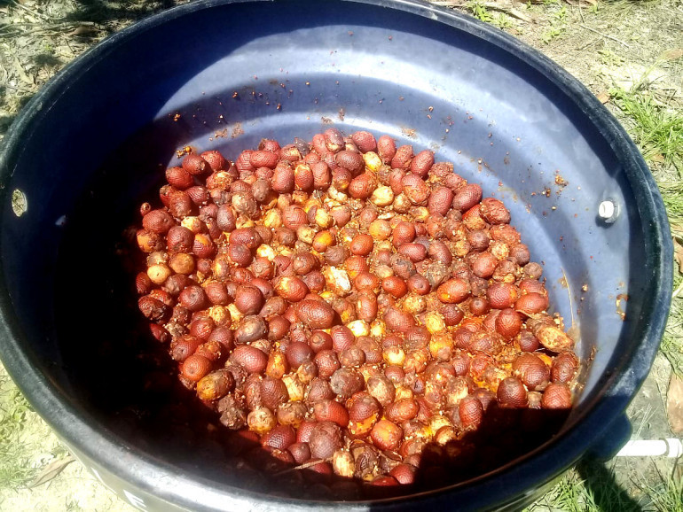 Mauritia flexuosa seeds