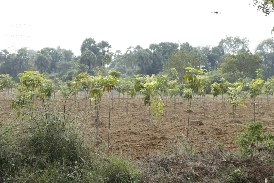 Planters checking young trees beside a river