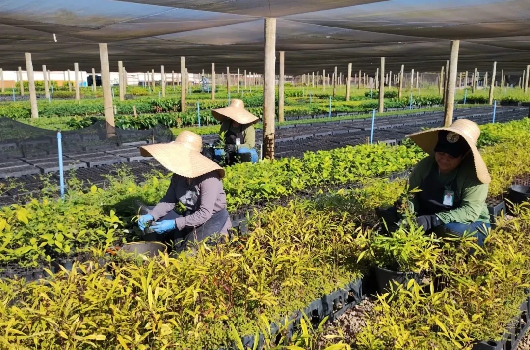 Restoration workers holding a mangrove sapling