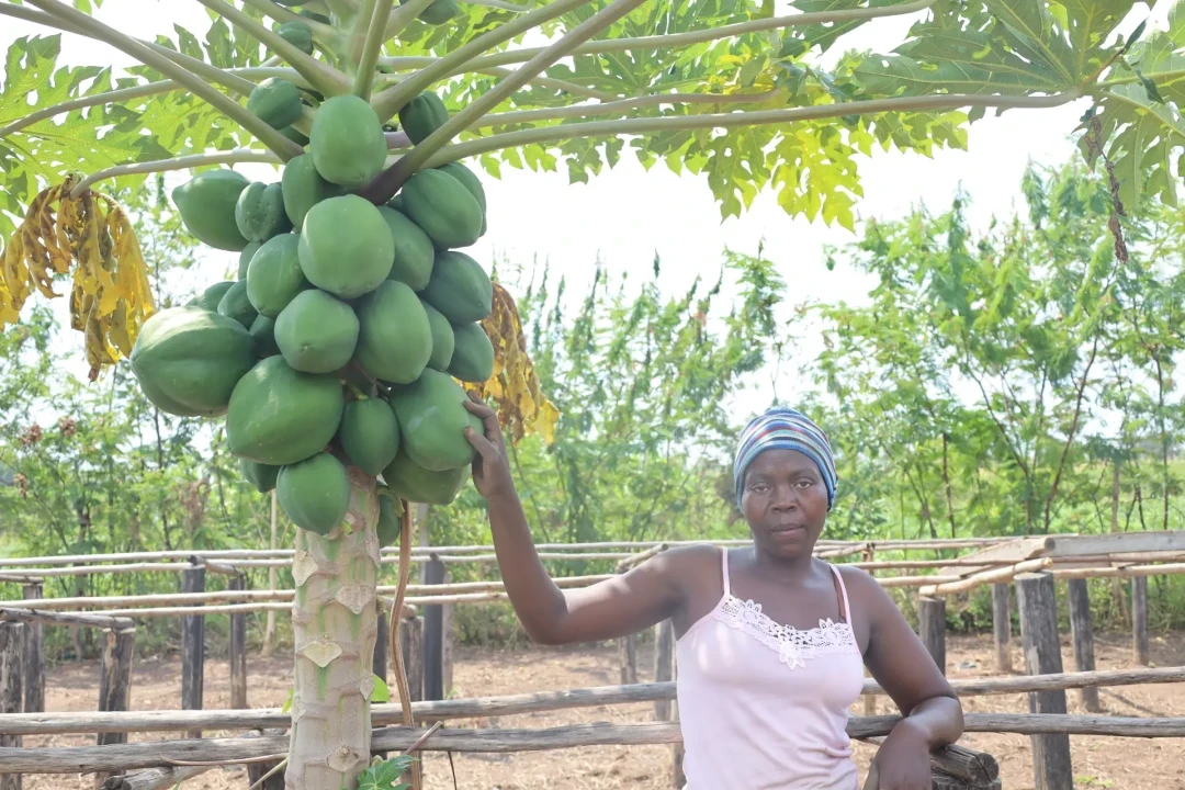 A woman in a pink top and striped headscarf stands beside a papaya tree heavy with fruit at a Forest Gardens smallholder plot