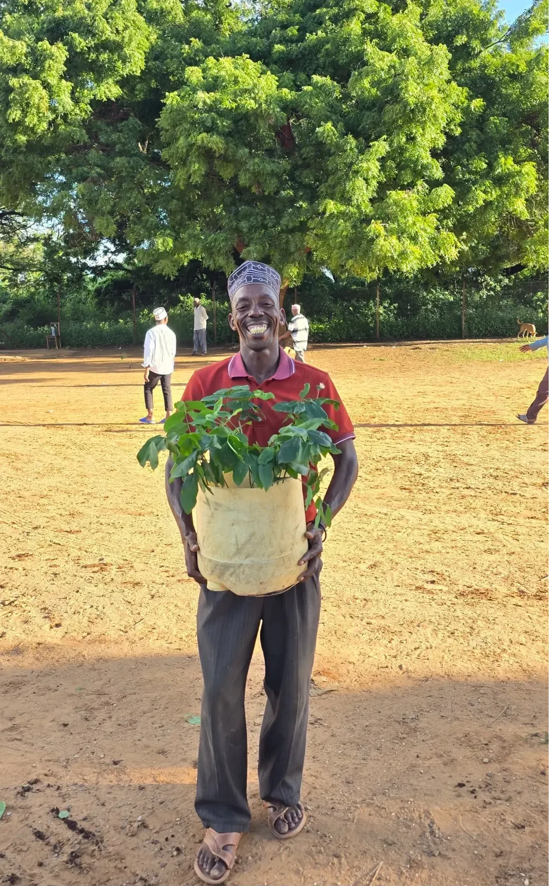 A man in a red polo shirt and patterned cap holds a tray of green saplings in a sandy field at a Forest Gardens nursery