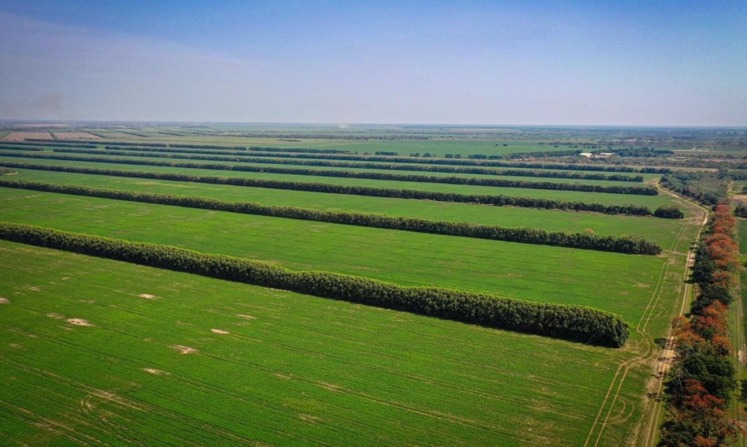 Aerial view of a Foundation agroforestry site: parallel green field strips divided by dense rows of windbreak trees, with a dirt path lined by autumn-coloured trees running along the right edge under a clear pale blue sky