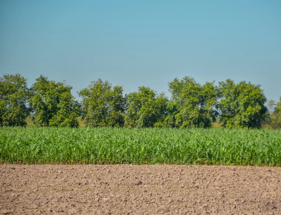A Foundation planting site with tilled brown earth, bright green crops, and a dense row of trees under a clear blue sky