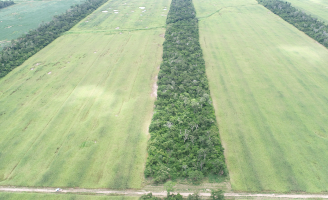 Agro oriente, Path 1 (2021-2023)