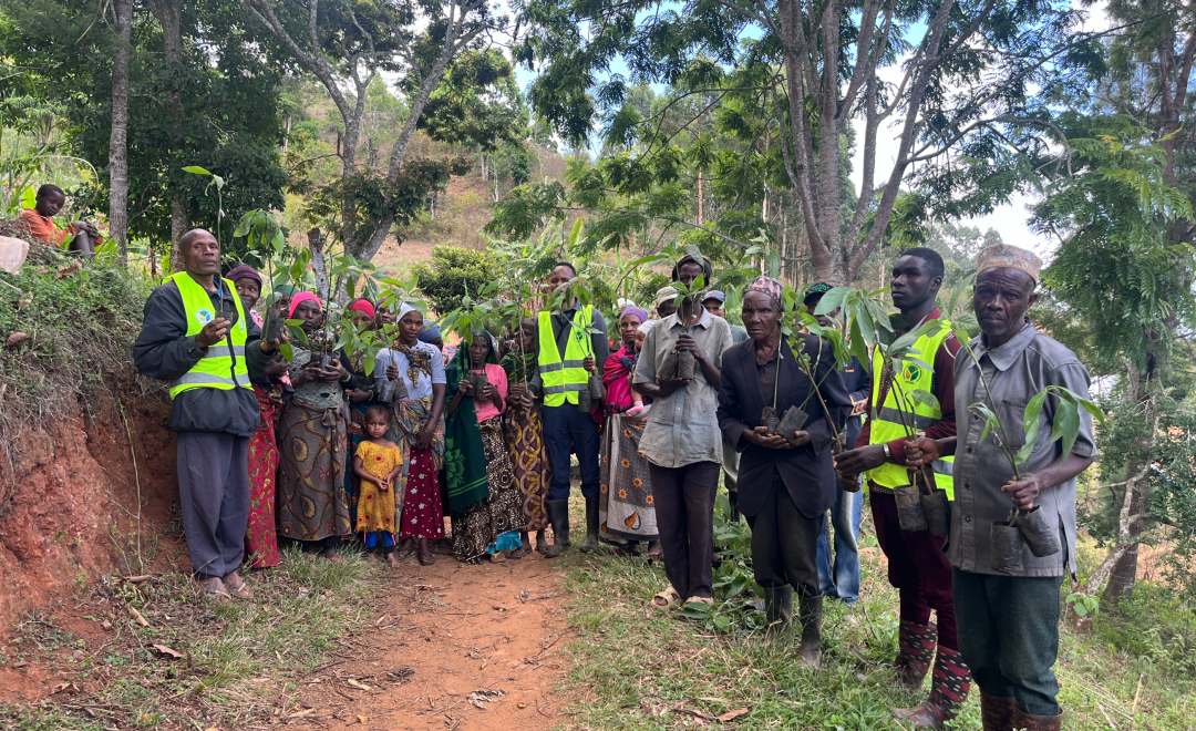 Replanting the burnt Mkussu Forest