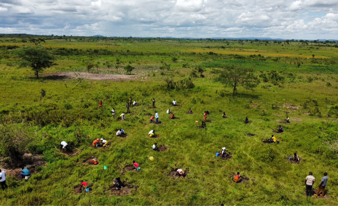 Geita Tree Plantation for Community
