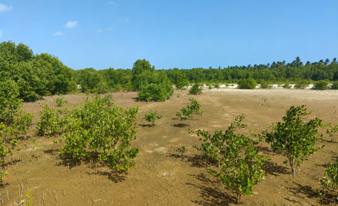 Jiwe Leupe Site (2026)