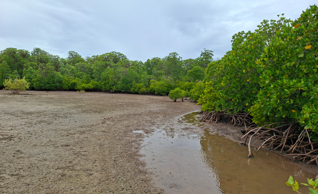 Kenya Mangroves Restoration
