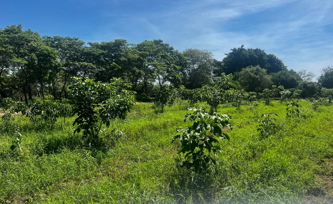 San Rafael I Path 4 (2021-2024)