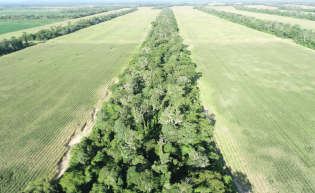 Agro oriente, Path 2 (2021-2023)
