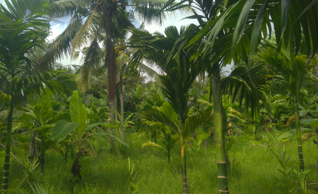 Melaya, Bali (2026)