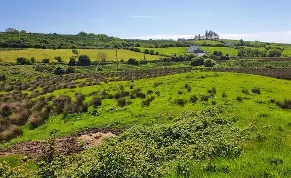 Ireland Community Tree Planting