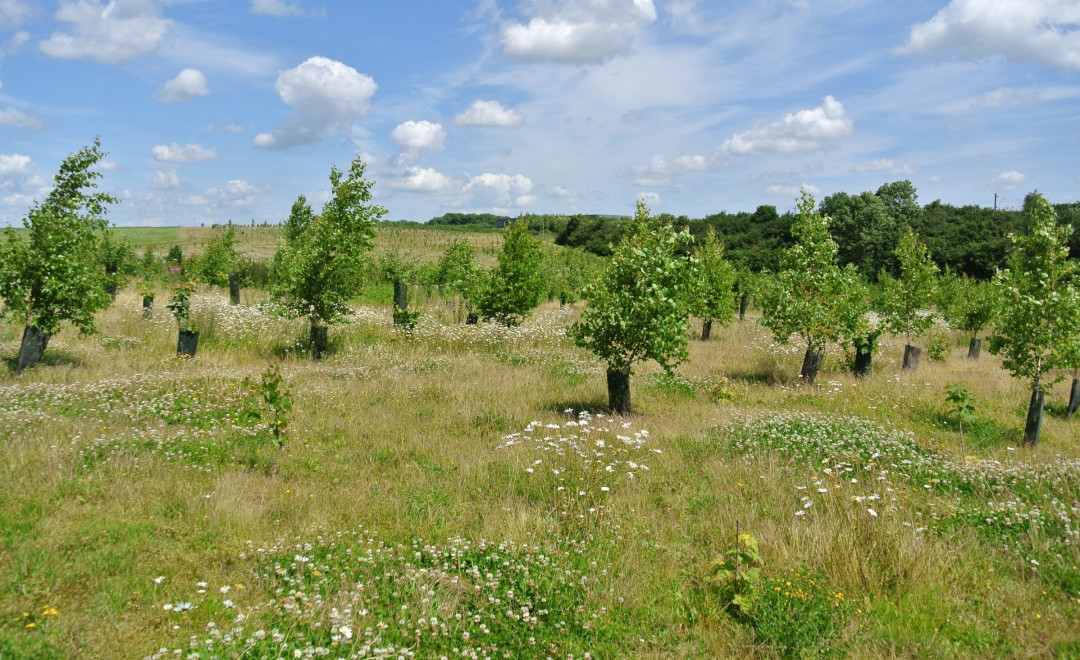 Saint Jean d'Illac