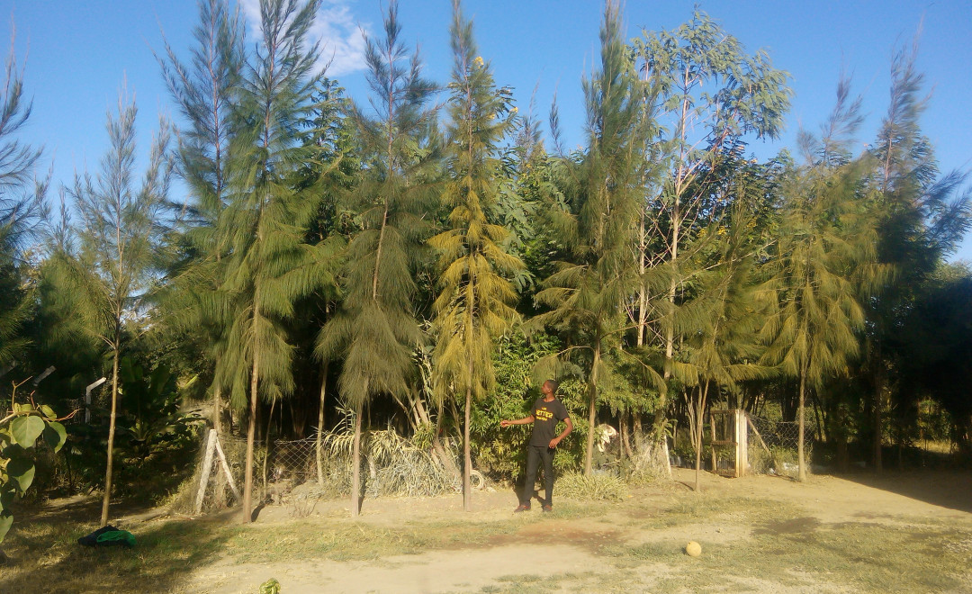 Konza Greens