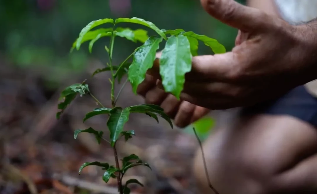 Big Scrub Rainforest Restoration