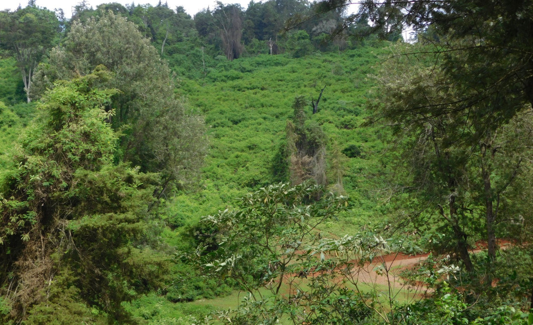 TUMU TUMU HILL  SITE