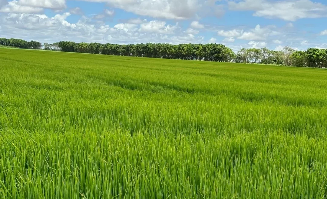 Retiro Okinawa (2025)