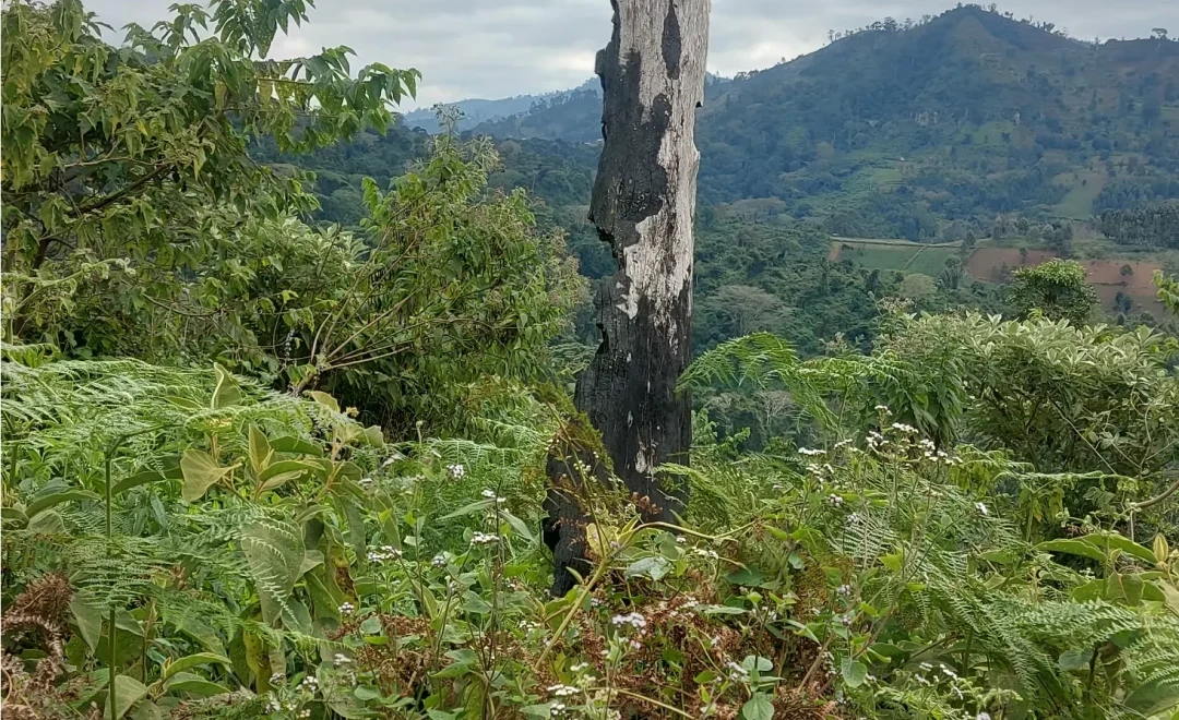 Ndekai Hamlet-Baga
