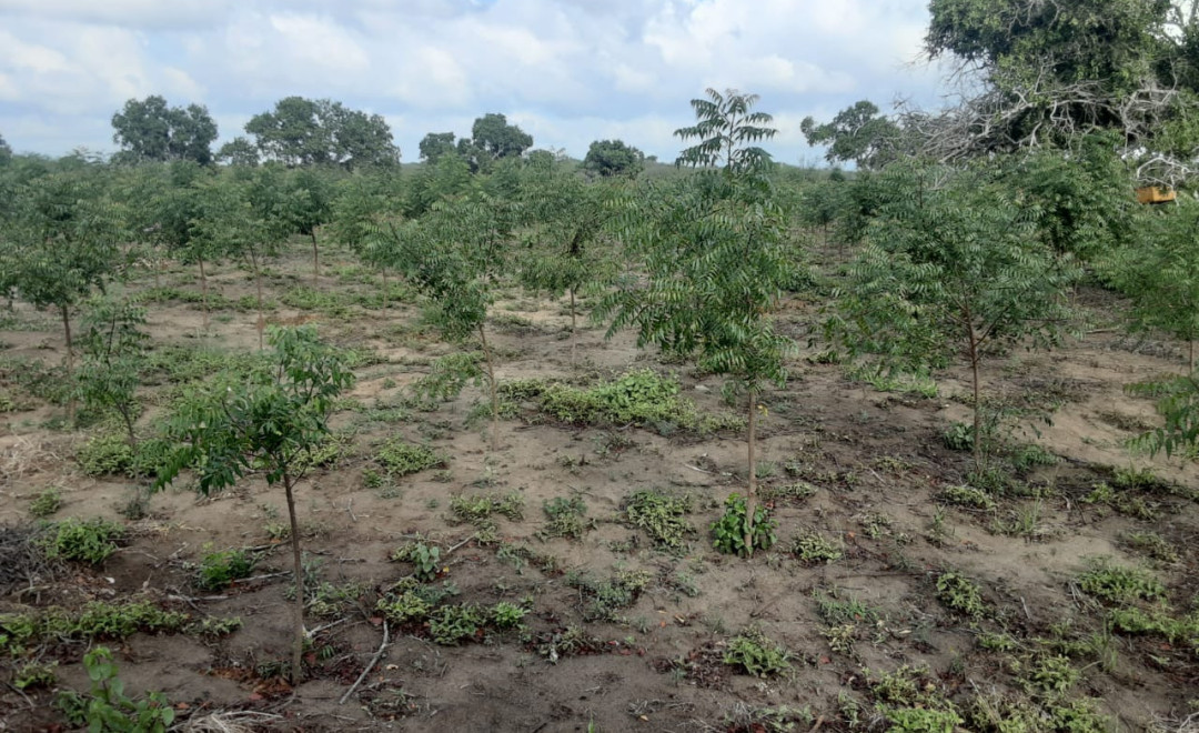 Arsenal Forest in Africa 2