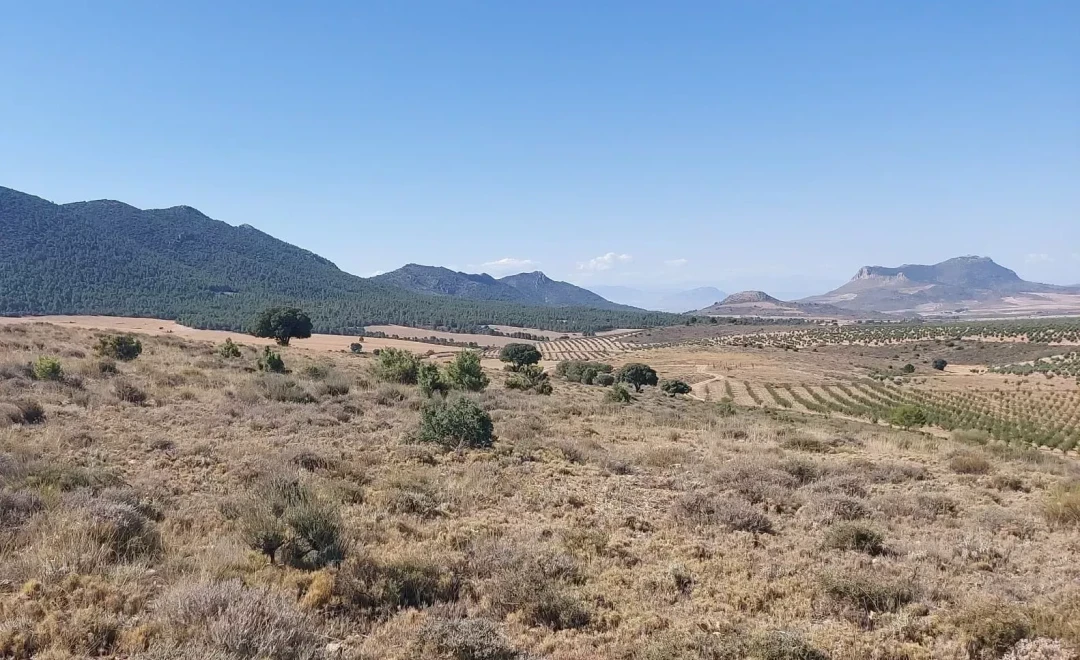 Sierra de Montilla, Huescar (2023)