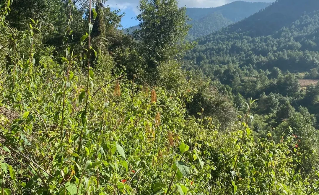 Virginia, Crescencio Morales, Zitácuaro