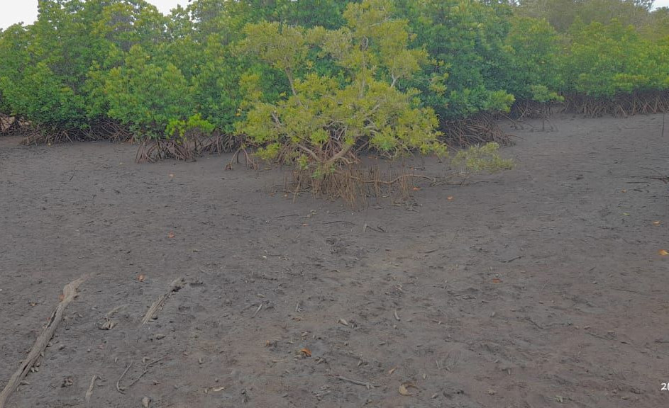 Kadaina Island Mida Creek (2023)