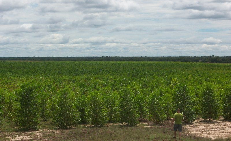Amazonia Reforestation