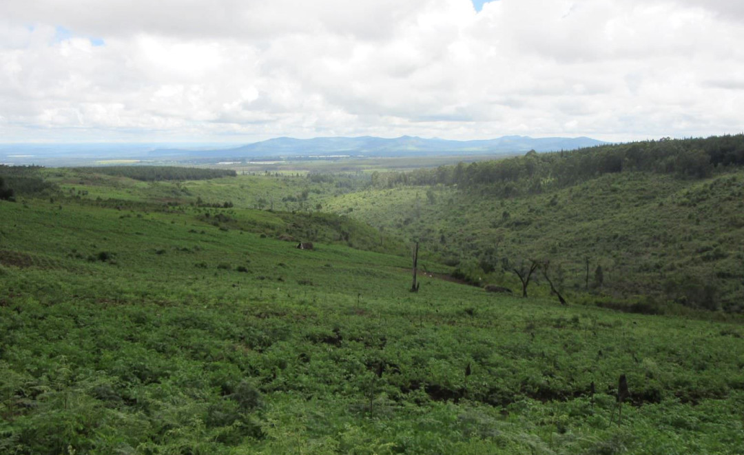 Ontulili Forest (2016-2019)