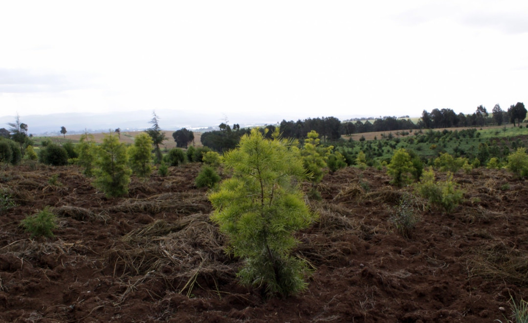 Lower Imenti Forest (2017 - 2019)