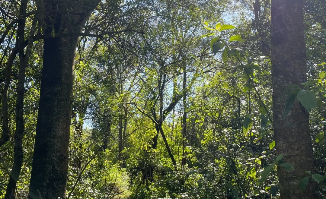 Enrichment Area Yungas Lote 07