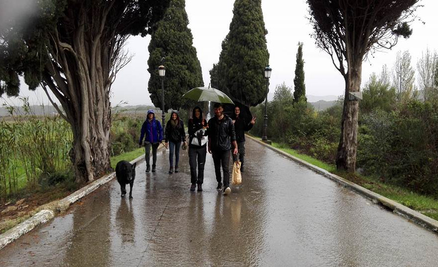 El bosque de Cocons (2015/2020)