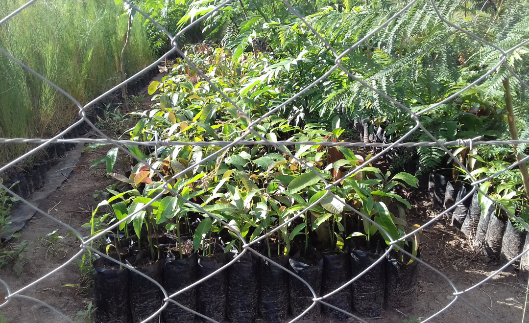 TREE NURSERY SITE 