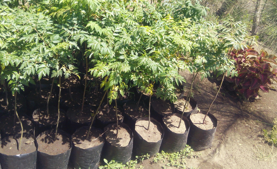 Medicinal valued tree