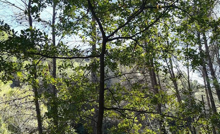 Bosc de Rocacrespa (2006/2018)