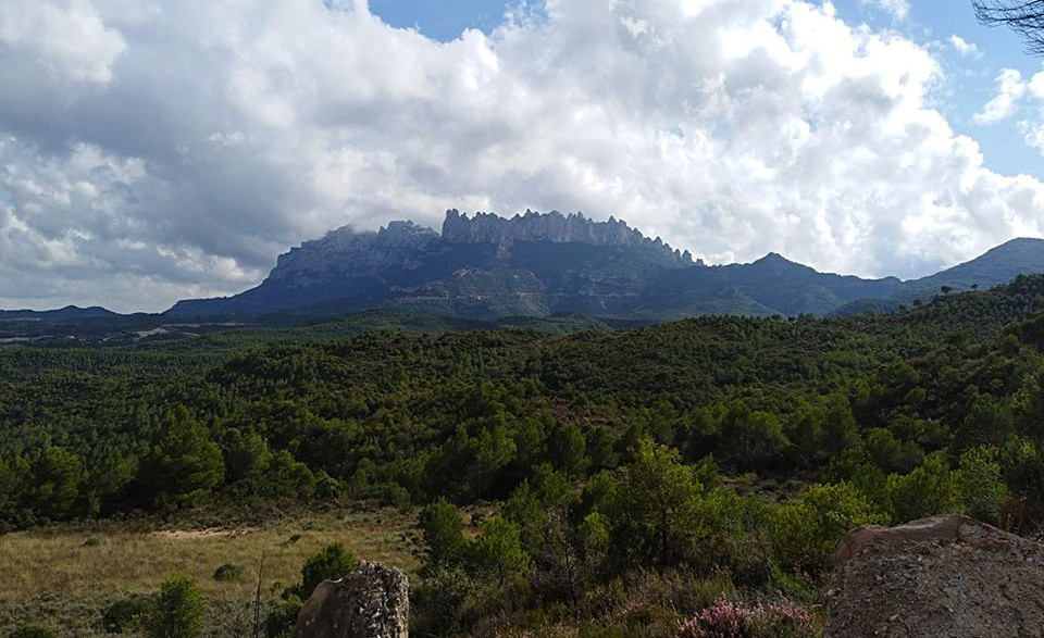 Bosc de les Creus (2018/2020)