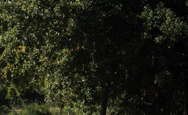 Bosc de Solers (2014/2020)