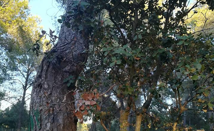 Bosc de Mas Palau (2013/2019)