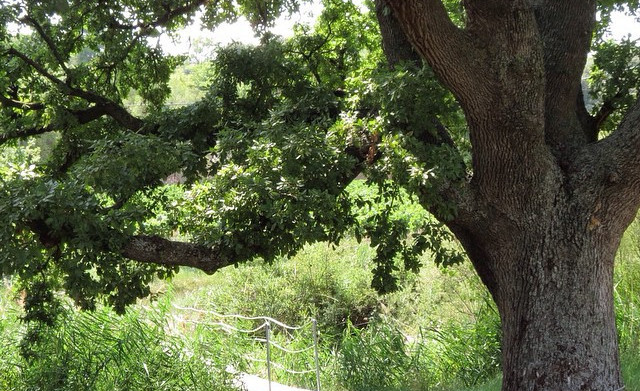 Roure de la Palanca (2016/2020)