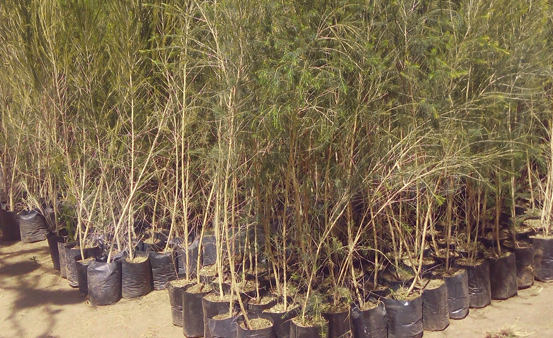 Tree Nursery seedlings 