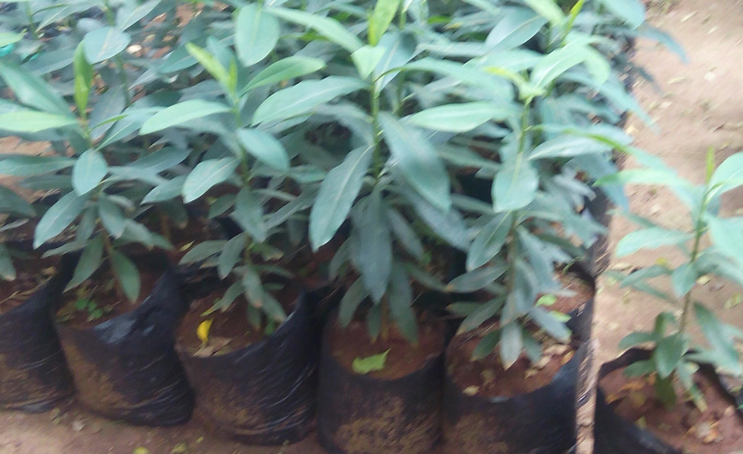 Warburgia ugandensis Spraque